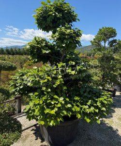 Camellia japonica - Camelia
