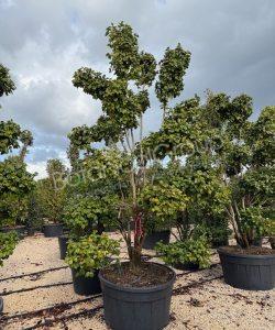 Camellia japonica - Camelia