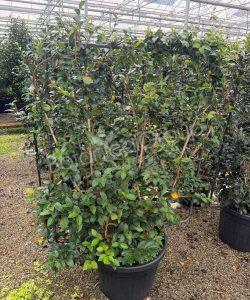 Camellia sasanqua - Camelia