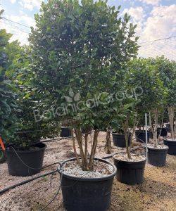 Camellia japonica - Camelia
