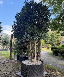 Camellia japonica - Camelia