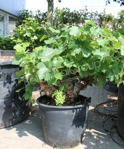 Kom langs om het te weten erger maken ik zal sterk zijn Vitis vinifera - BotanicalGroup BeNeLux | The specialists in exclusive green