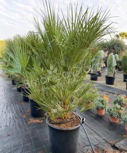 Chamaerops humilis - Europese dwergpalm