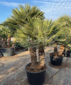 Chamaerops humilis - Europese dwergpalm