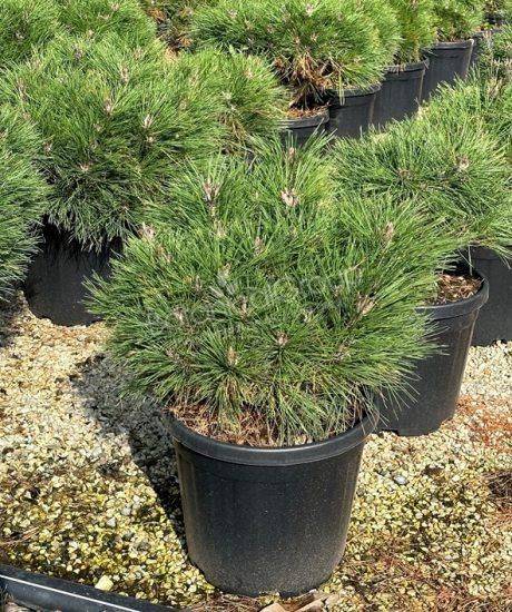 Pinus brepo