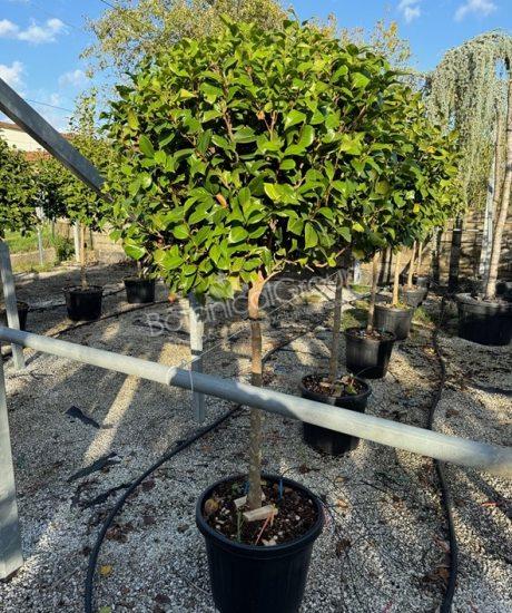 Camelia japonica - Japanse roos