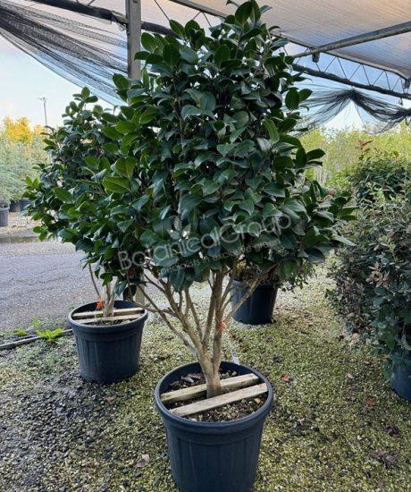 Camelia japonica - Japanse roos