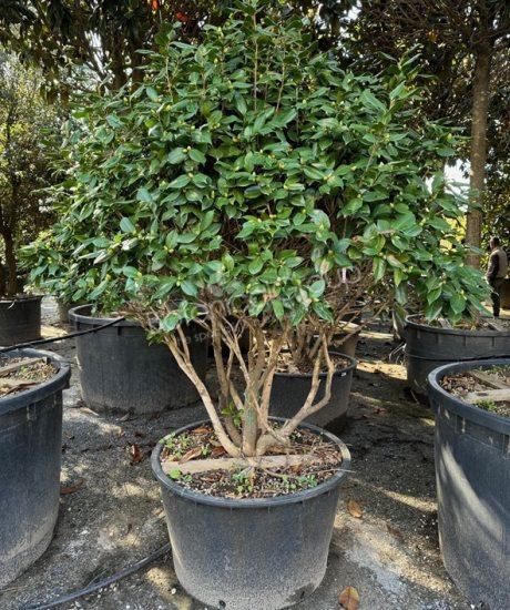 Camelia japonica - Japanse roos