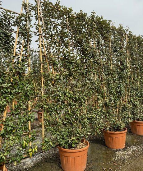 Elaeagnus ebbingei - Olijfwilg