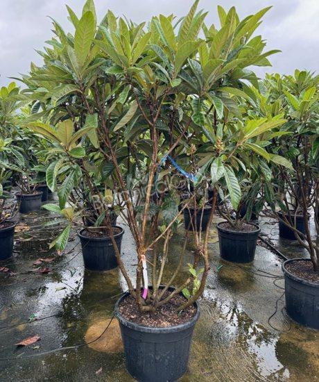 Eriobotrya japonica - Japanse wolmispel