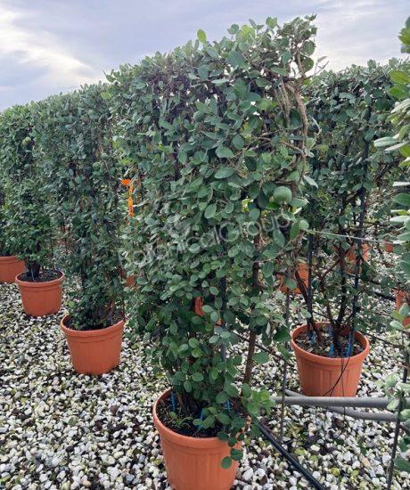 Feijoa sellowiana - Ananasguave