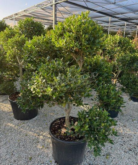 Ilex 'Nellie Stevens' - Hulst