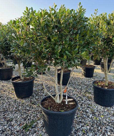 Ilex 'Nellie Stevens' - Hulst