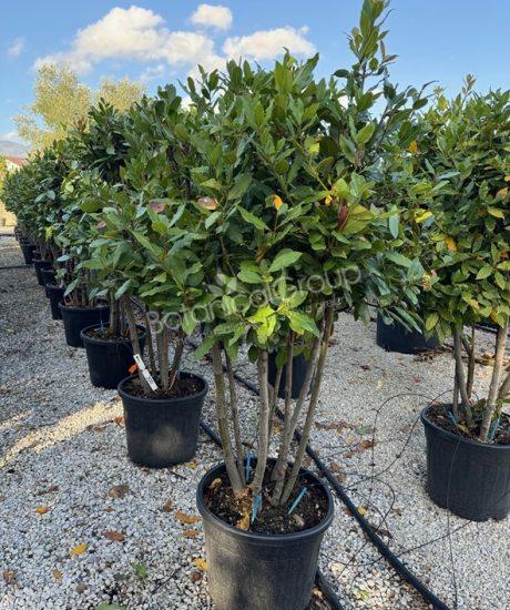 Laurus nobilis - Echte laurier