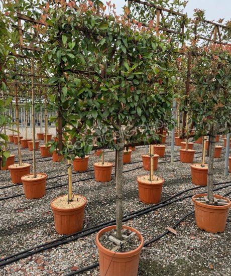 Photinia fraseri 'Red Robin' - Glansmispel