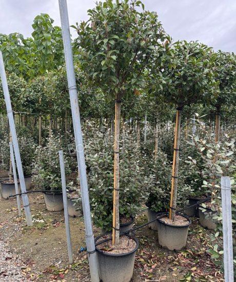Photinia fraseri 'Red Robin' - Glansmispel