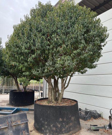 Prunus lusitanica 'Angustifolia' - Portugese laurier