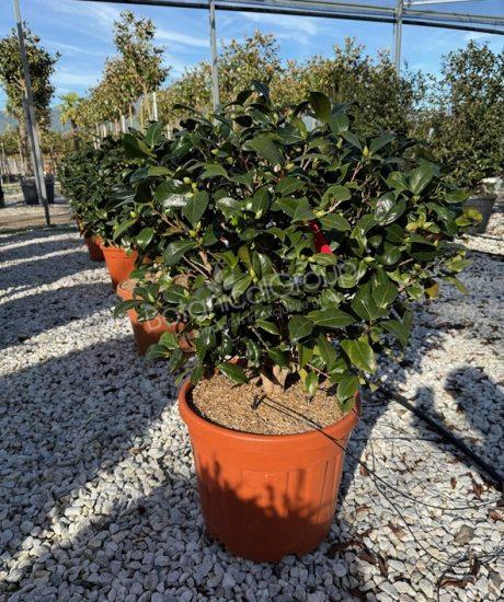 Camelia japonica - Japanse roos