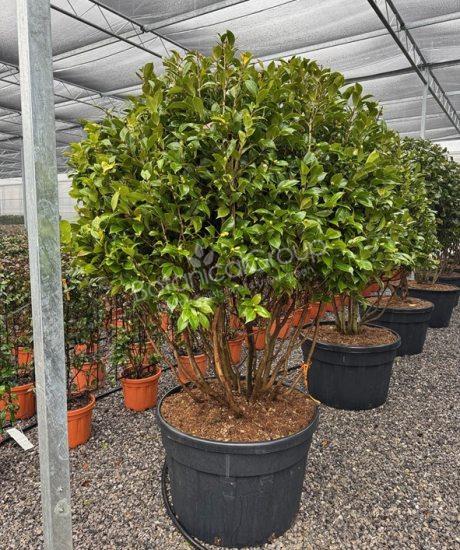 Camelia japonica - Japanse roos