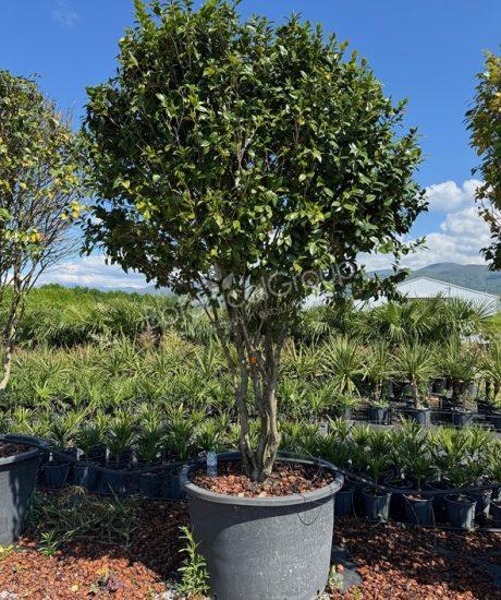 Camelia japonica - Japanse roos