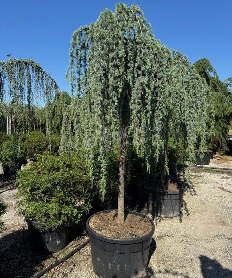 Cedrus atlantica 'Glauca pendula' - Treurceder