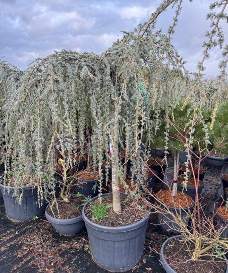 Cedrus atlantica 'Glauca pendula' - Treurceder