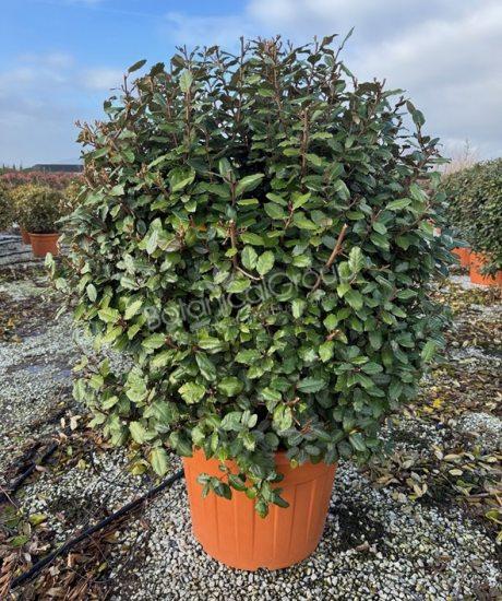 Elaeagnus ebbingei - Olijfwilg