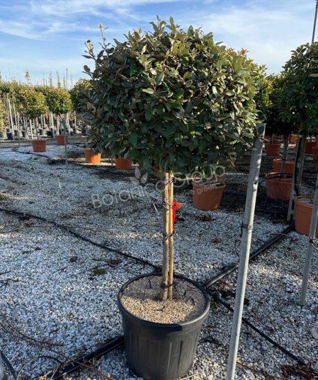 Elaeagnus ebbingei - Olijfwilg