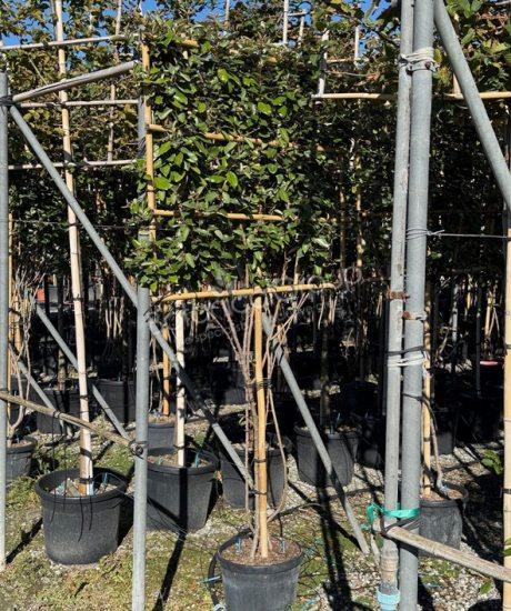 Elaeagnus ebbingei - Olijfwilg