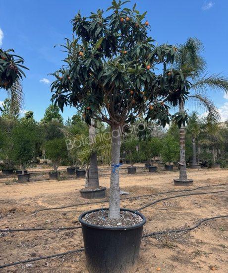 Eriobotrya japonica - Japanse wolmispel