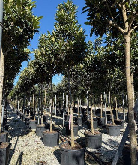 Eriobotrya japonica - Japanse wolmispel