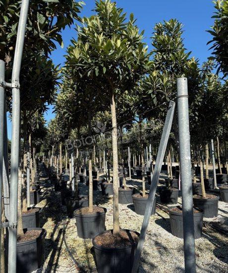 Eriobotrya japonica - Japanse wolmispel