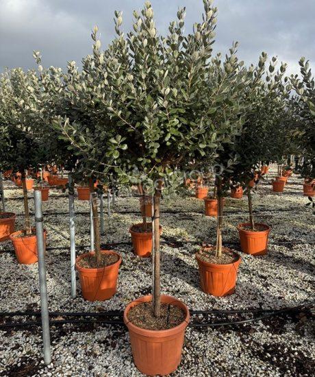 Feijoa sellowiana - Ananasguave