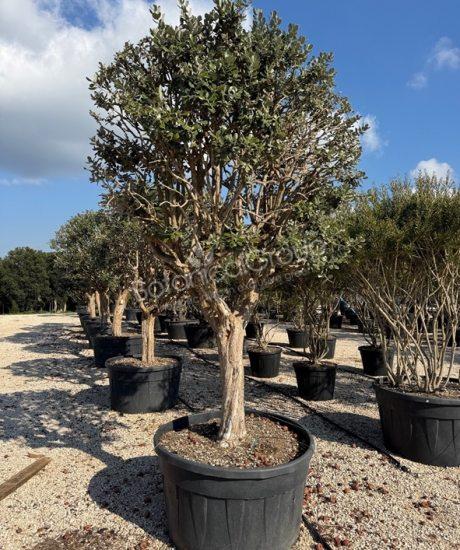 Feijoa sellowiana - Ananasguave