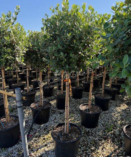 Feijoa sellowiana - Ananasguave