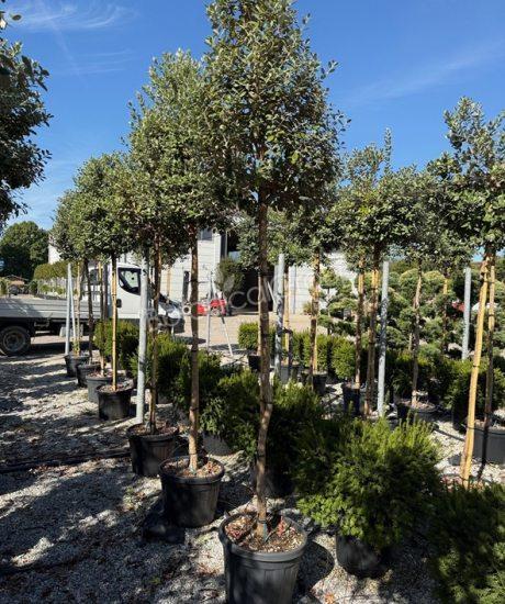 Feijoa sellowiana - Ananasguave