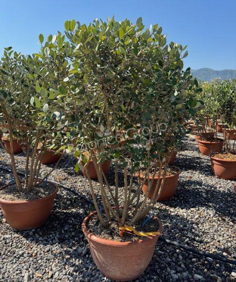 Feijoa sellowiana - Ananasguave