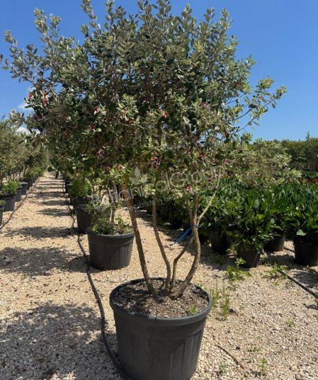 Feijoa sellowiana - Ananasguave