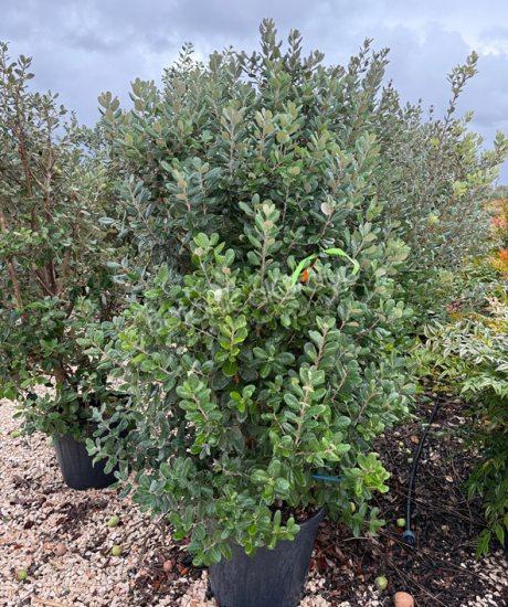 Feijoa sellowiana - Ananasguave