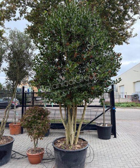 Ilex 'Nellie Stevens' - Hulst