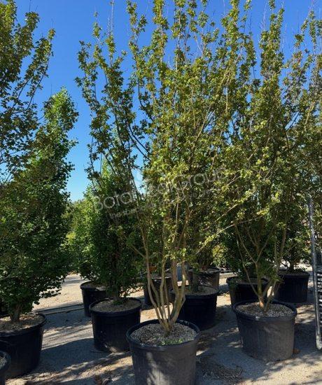 Lagerstroemia indica - Mimosa