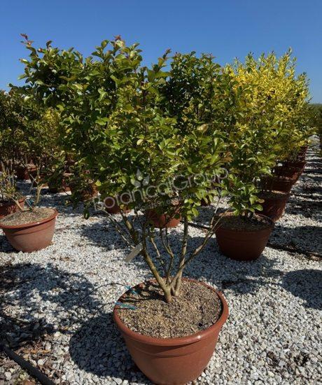 Lagerstroemia indica - Mimosa