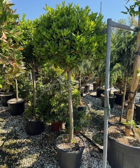 Laurus nobilis - Echte laurier