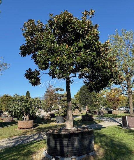 Magnolia grandiflora - Groenblijvende tulpenboom