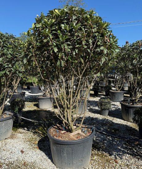 Photinia fraseri 'Crunchy' - Glansmispel
