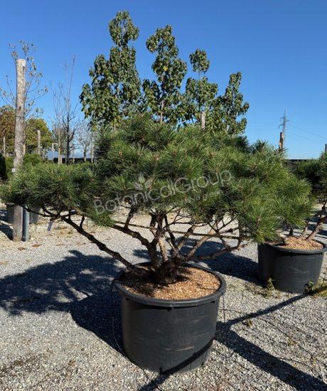 Pinus nigra 'Bambino' - Bolvormige den