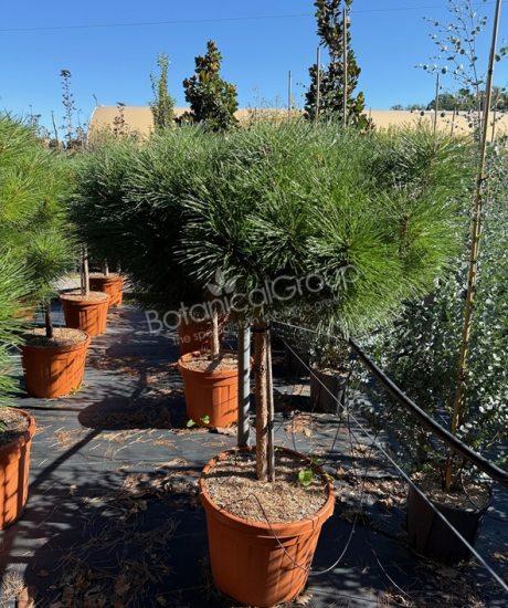 Pinus brepo 'Pierrick Bregeon' - Bolvormige den