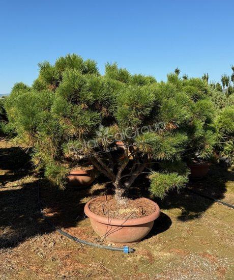 Pinus brepo - Bolvormige den