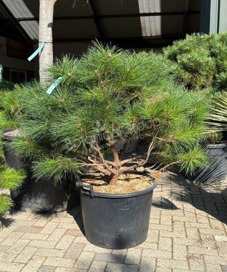 Pinus brepo - Bolvormige den