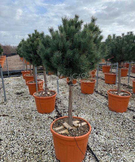 Pinus sylvestris 'Watereri' - Grove den
